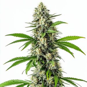 Planta de cannabis CBD Harle-Tsu con cogollos resinosos, alto contenido en CBD.