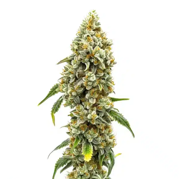 Harlequin CBD (1:18)