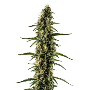 Planta de cannabis CBD Kush (1:1) con cogollos compactos y equilibrio perfecto entre THC y CBD.
