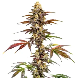 Planta de cannabis CBD Mango (1:1) con cogollos compactos.