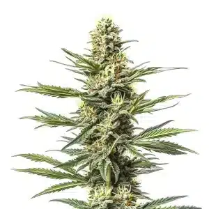 Planta de cannabis CBD Mexican (1:1) con cogollos resinosos.