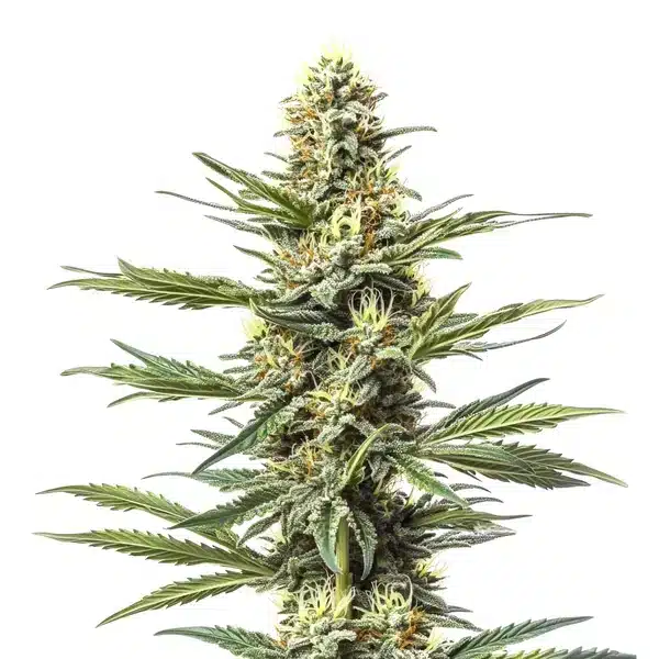 CBD Mexican (1:1)