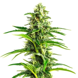 Planta de cannabis CBD Ratio 1:30 con cogollos alargados, muy ricos en CBD.