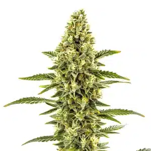 Planta de cannabis CBD Shishkaberry x Candida (1:2) con cogollos compactos y alto contenido en CBD.