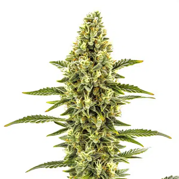 CBD Shishkaberry x Candida (1:2)