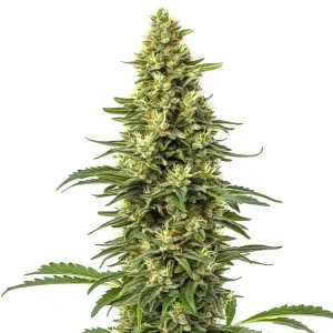 Planta de cannabis CBD Sour Lemon (1:1) con cogollos compactos.