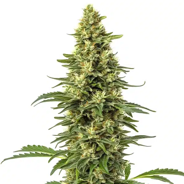 CBD Sour Lemon (1:1)
