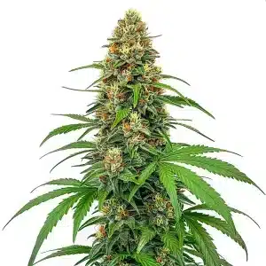 Planta de cannabis CBD Sour Tangie (1:25) con cogollos resinosos.