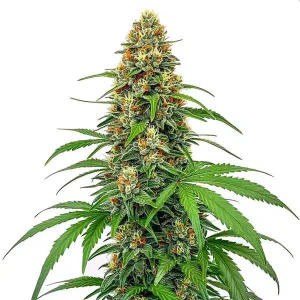 CBD Sour Tangie (1:25)