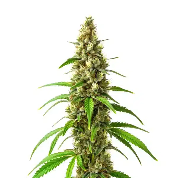 CBD Stephen Hawking Kush