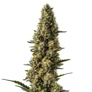 Planta de cannabis CBD Strawberry (1:15) con cogollos compactos.