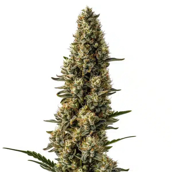 CBD Strawberry (1:15)
