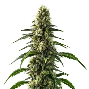 Planta de cannabis CBD Strawberry (1:25) con cogollos compactos y alto contenido en CBD.