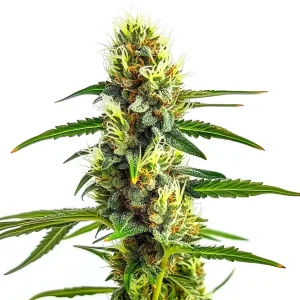 Planta de cannabis CBD Strawberry (1:30) con cogollos resinosos y alto contenido en CBD con mínimo THC.