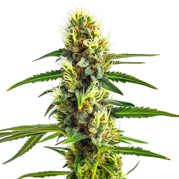CBD Strawberry 1:30