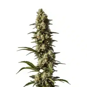 Planta de cannabis CBD Strawberry Cake con cogollos resinosos y alto contenido en CBD.