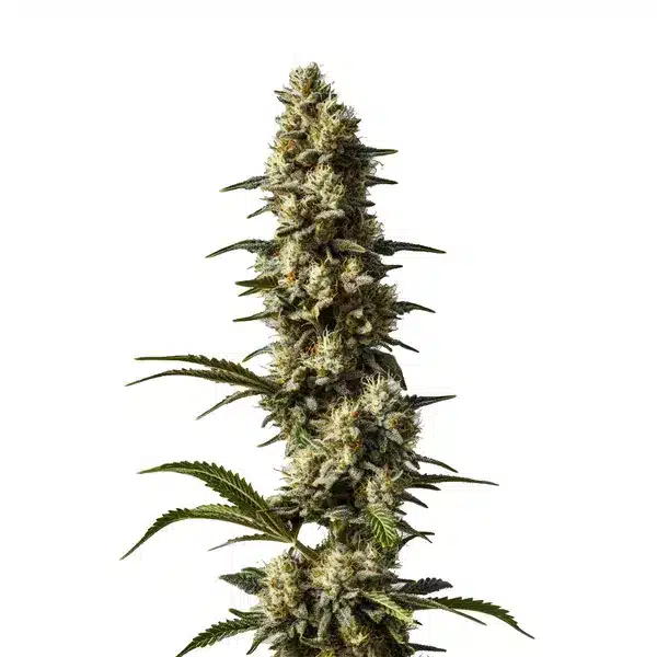 CBD Strawberry Cake