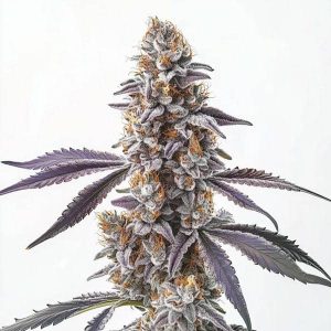 Planta de cannabis CBD Sugar (1:25) con cogollos morados y resinosos.