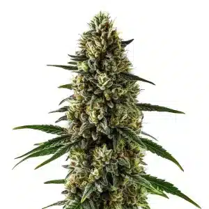 Planta de cannabis CBD Super Kush (1:15) con cogollos compactos, ricos en CBD.