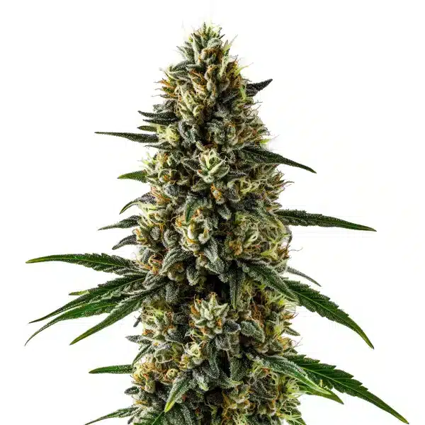 CBD Super Kush (1:15)
