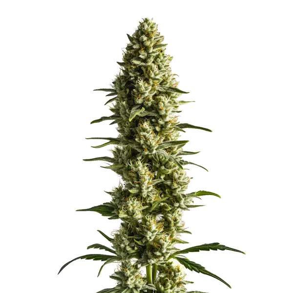 CBD Super Kush (1:25)