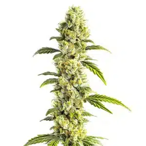 Planta de cannabis CBD Super Silver (1:1), equilibrio perfecto entre THC y CBD.