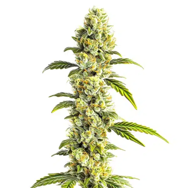 CBD Super Silver (1:1)