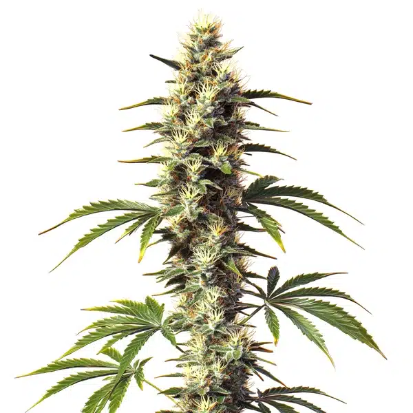 CBD Supreme Durban