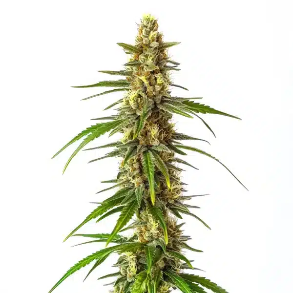 CBD Therapy