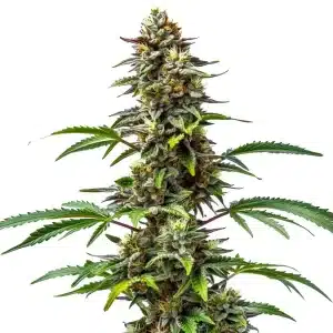 Planta de CBD Tutti Frutti 1:15 con cogollos compactos y resina abundante.