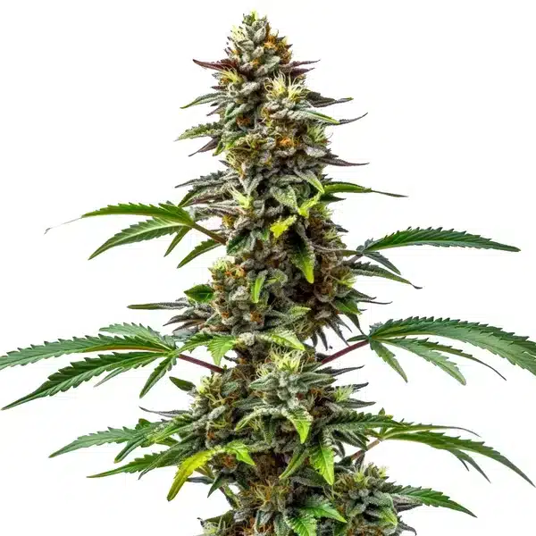 CBD Tutti Frutti (1:15)