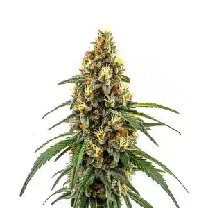 Planta de CBD Very Cherry Berry con cogollos compactos y resinosos.