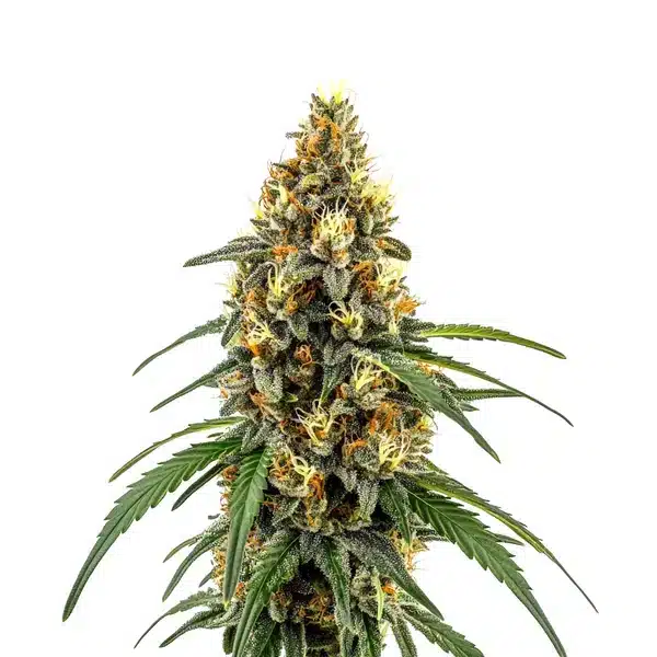 CBD Very Cherry Berry