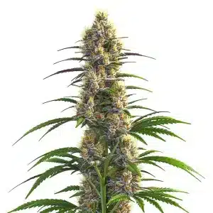 Planta de cannabis CBD Zenergy con cogollos resinosos y alto contenido en CBD.