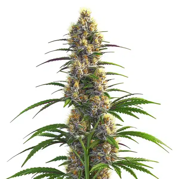 CBD Zenergy