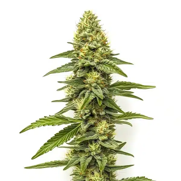 CBD Zero