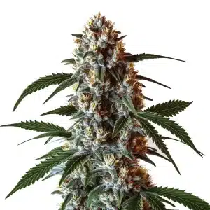 Cogollo de cannabis Z OG CBD (1:1) con alta cobertura de resina y pistilos.