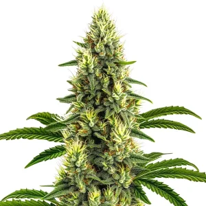 Cogollo de California Dream con resina y genética californiana dulce y equilibrada.