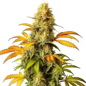 Cogollo de California Hash Plant cubierto de resina, genética índica potente y aromática con notas terrosas y dulces.