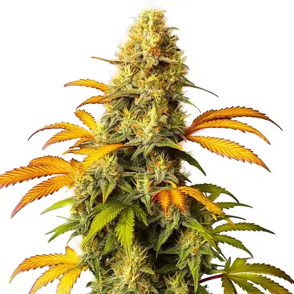California Hash Plant