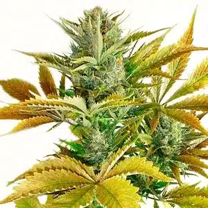 Planta de California Haze con hojas doradas y cogollos resinosos, genética sativa potente y aromática.