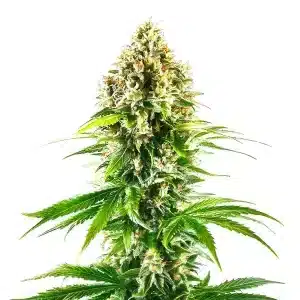 Cogollo de California Orange Regular con resina brillante, genética cítrica y equilibrada.