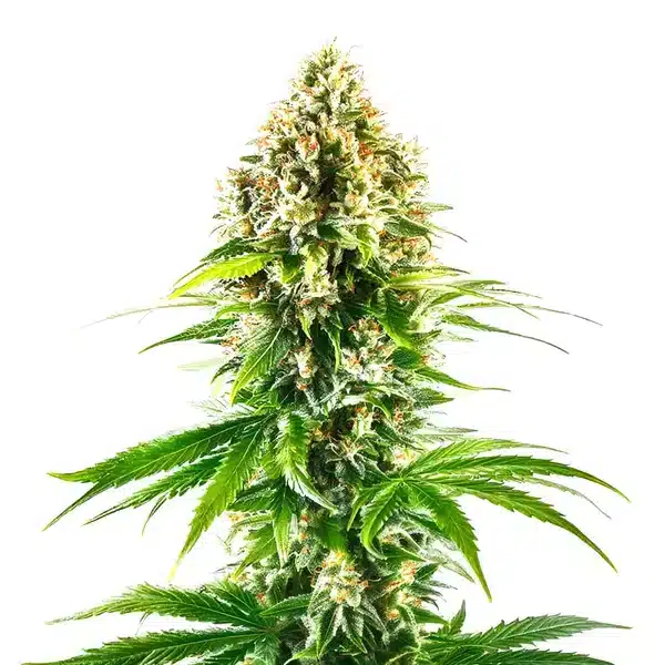 California Orange Regular