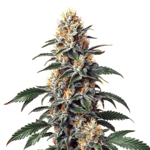 Cogollo de California Orange x Skunk con resina abundante, híbrido cítrico y potente.