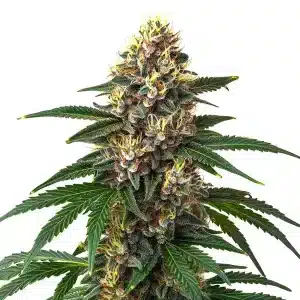 Cogollo de Candy Kush cubierto de resina, genética dulce y potente.