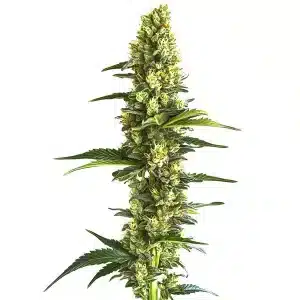 Cogollo de Candy Kush Fast Version con resina, floración rápida y aroma dulce a caramelo.