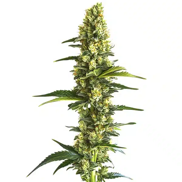 Candy Kush Fast Version