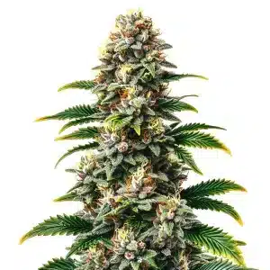Cogollo de Candy Kush Regular con resina brillante, genética dulce y potente de floración rápida.