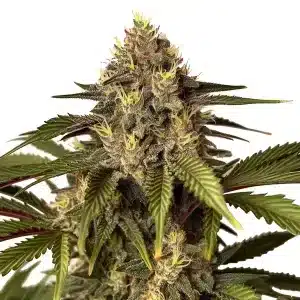 Cogollo de Candy Kush x Do-Si-Dos híbrido dulce y potente con abundante resina.
