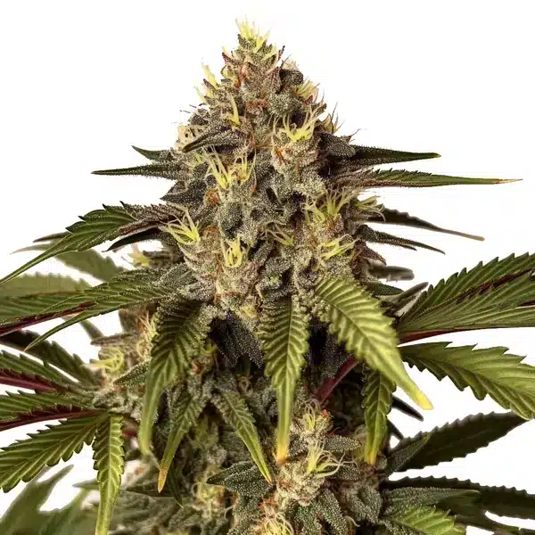 Candy Kush x Do-Si-Dos
